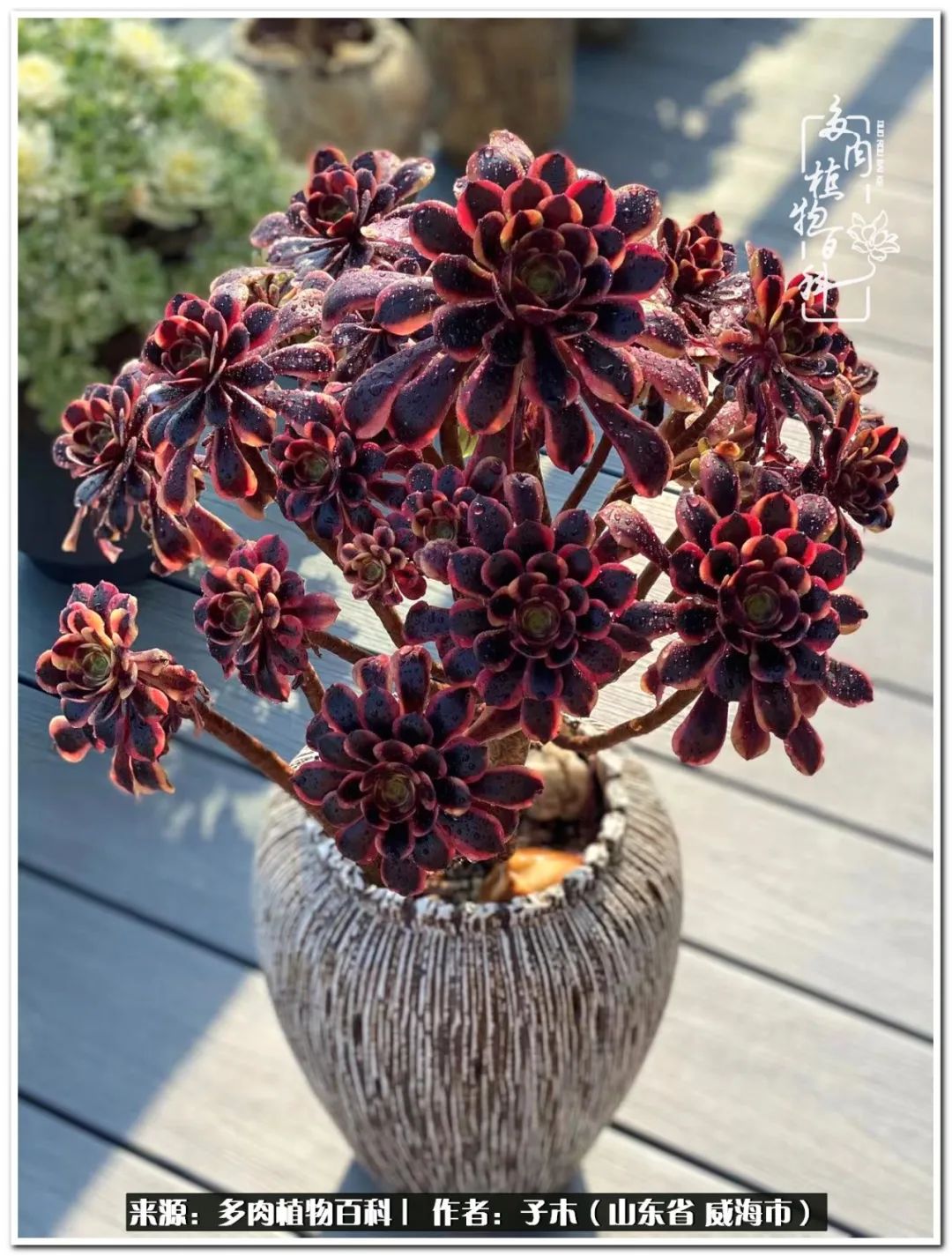 法师多肉成长史,法师多肉新手教程