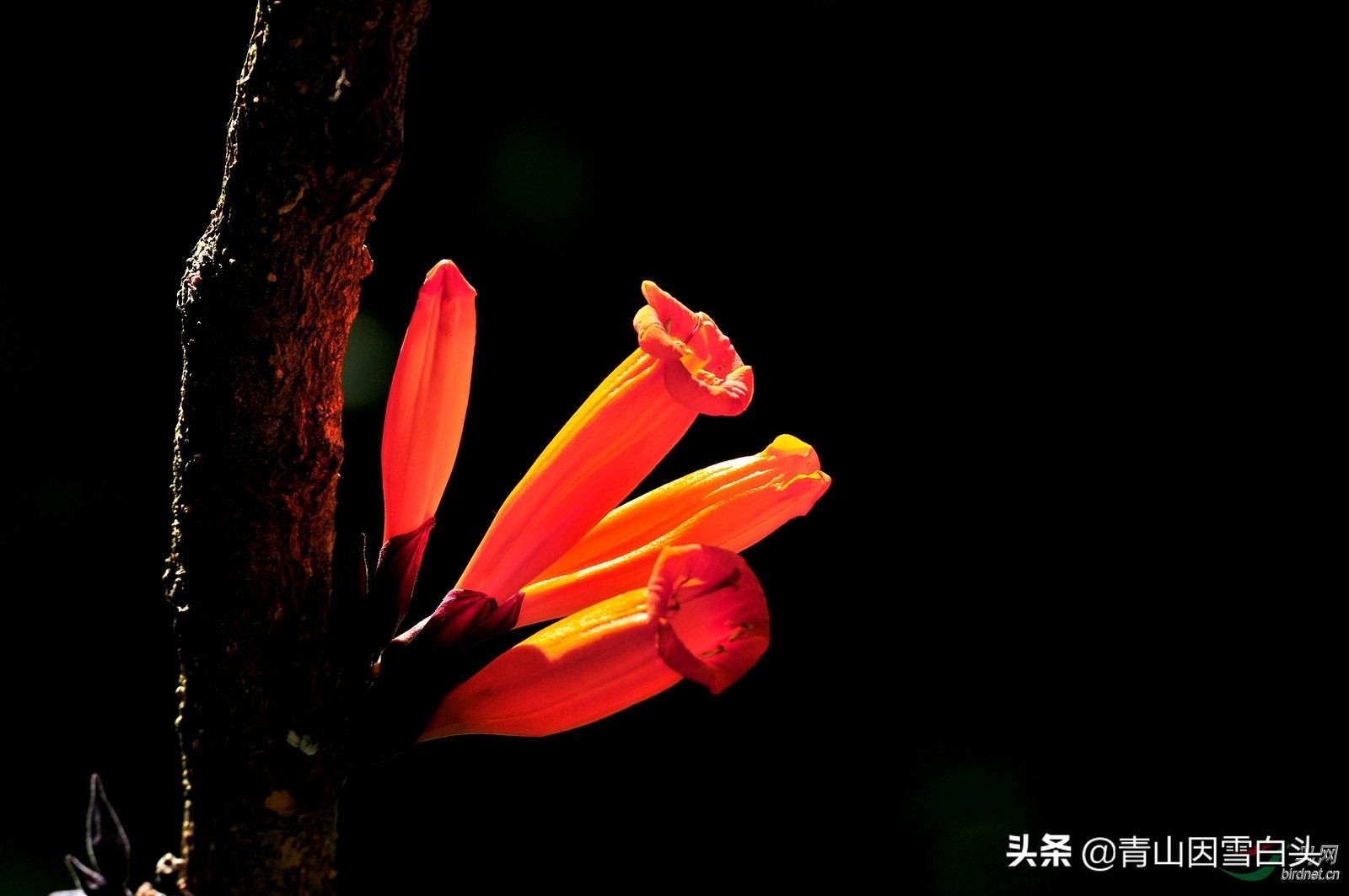 一年开花两年结果三年成熟,一年开花几次比较多