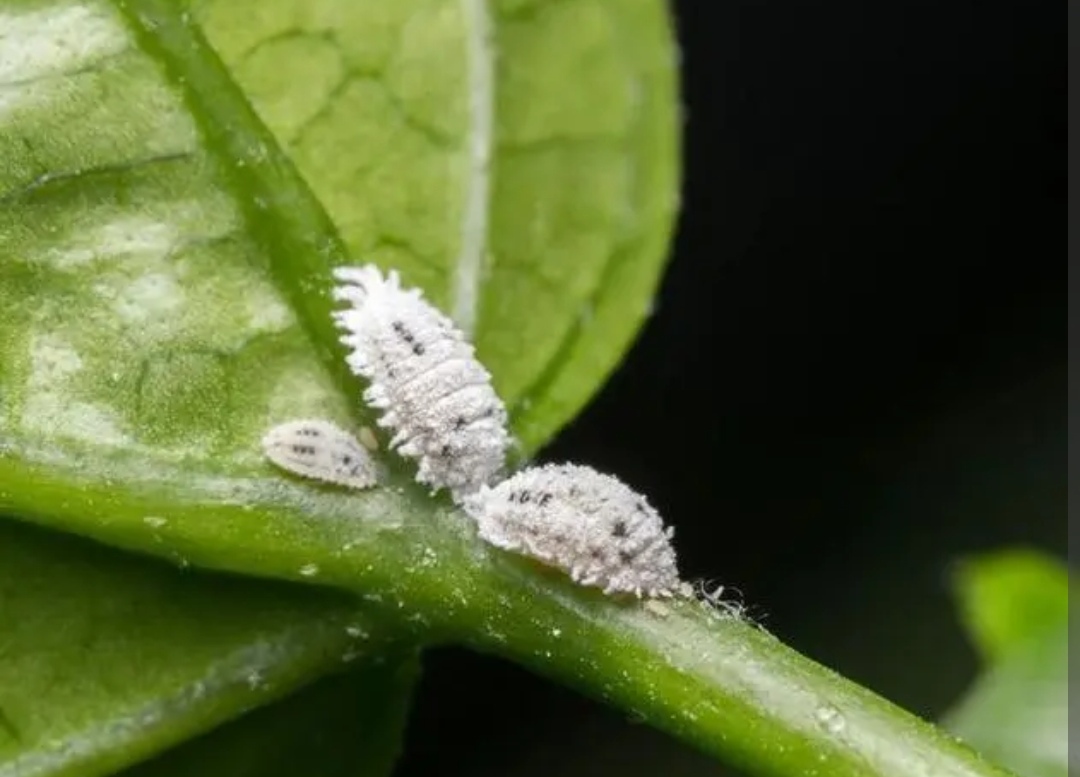 花卉的小黑虫怎么除掉,花卉小虫子怎么治