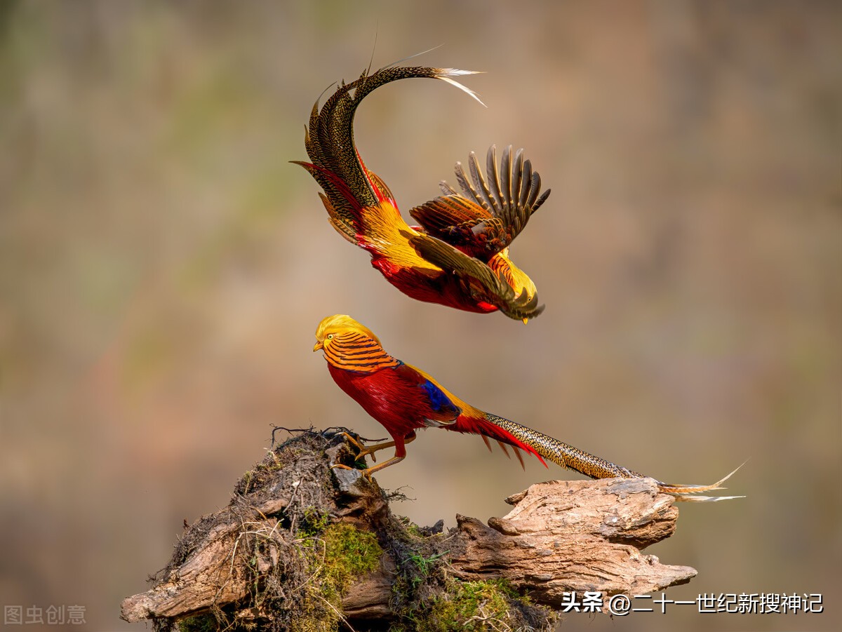 十二生肖的神兽故事,十二生肖神兽故事