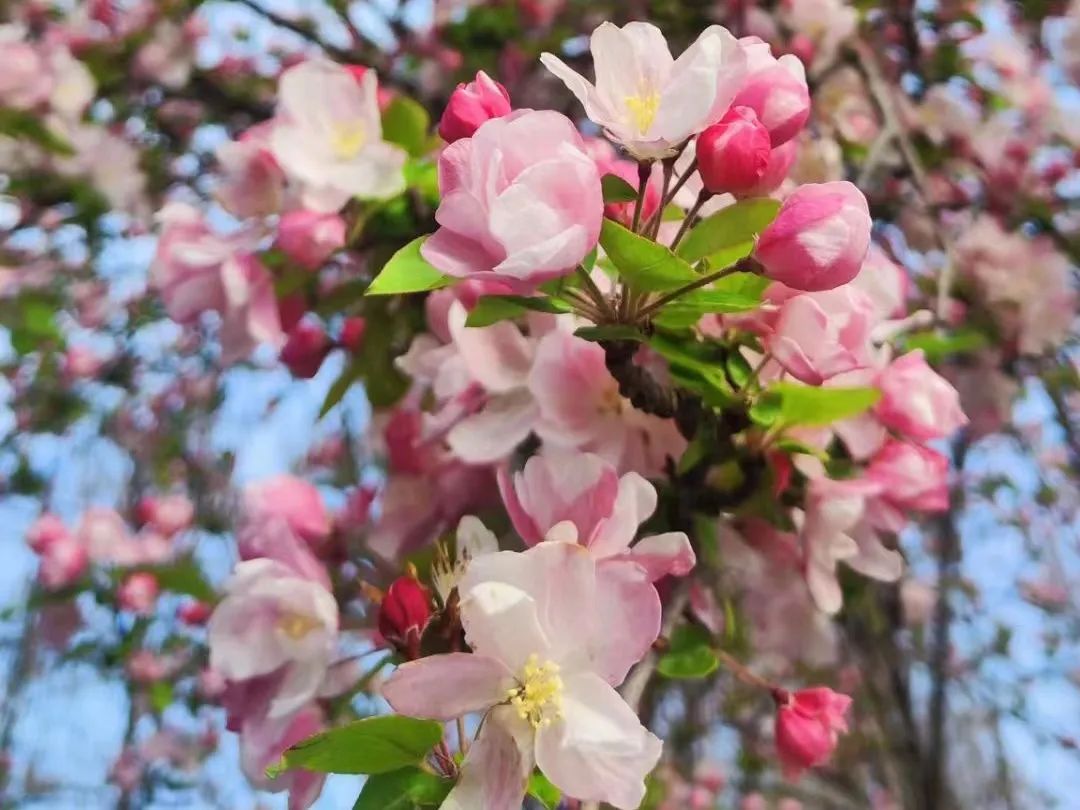 春日打卡|三月春风吹海棠,花开缤纷迷人眼