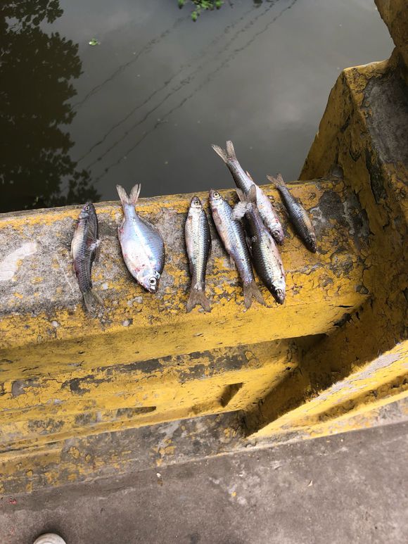 野钓用红虫钓小鱼闹窝怎么办,野钓小鱼闹窝怎么解