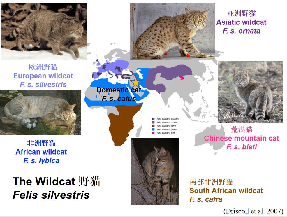 中国有13种猫科动物,中国大猫猞猁图书