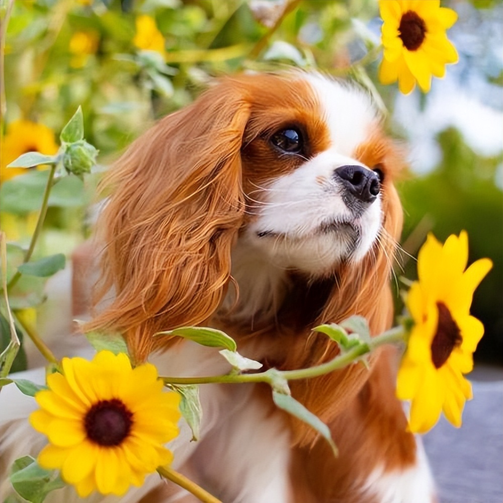 狗界三大颜值天花板,狗狗中颜值最高的是哪一种狗