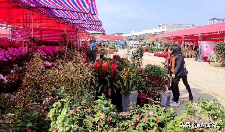 韶关今年迎春花市在哪举行,韶关迎春花市怎么样