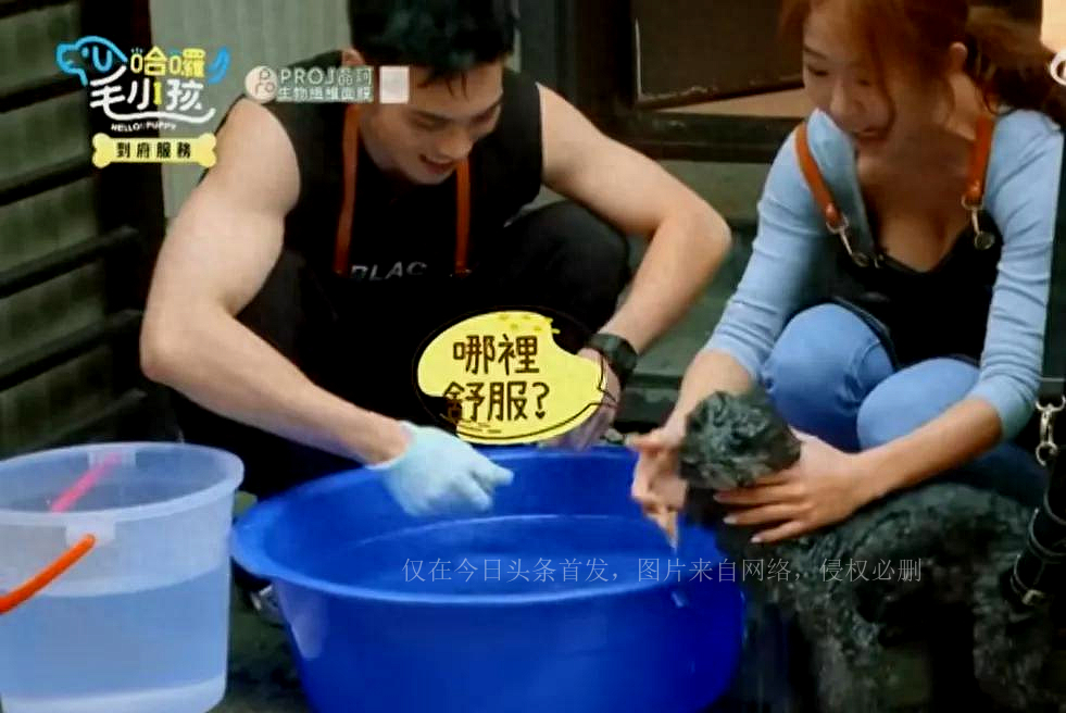 台综女星给狗洗澡，却被频繁拍胸部，画面多次走光，网友：故意的