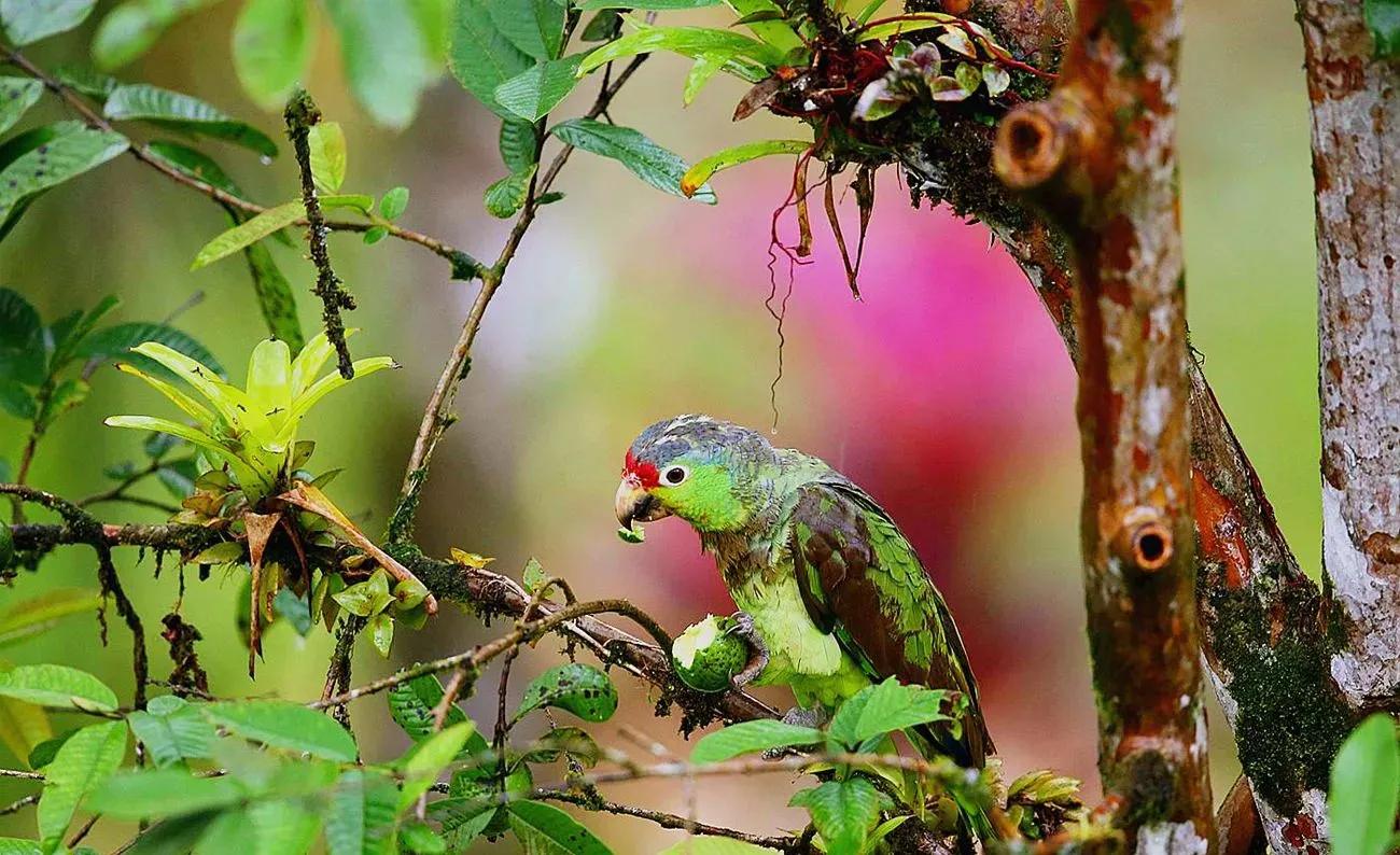 红额鹦鹉讲话,蓝色经典鹦鹉品种图片欣赏
