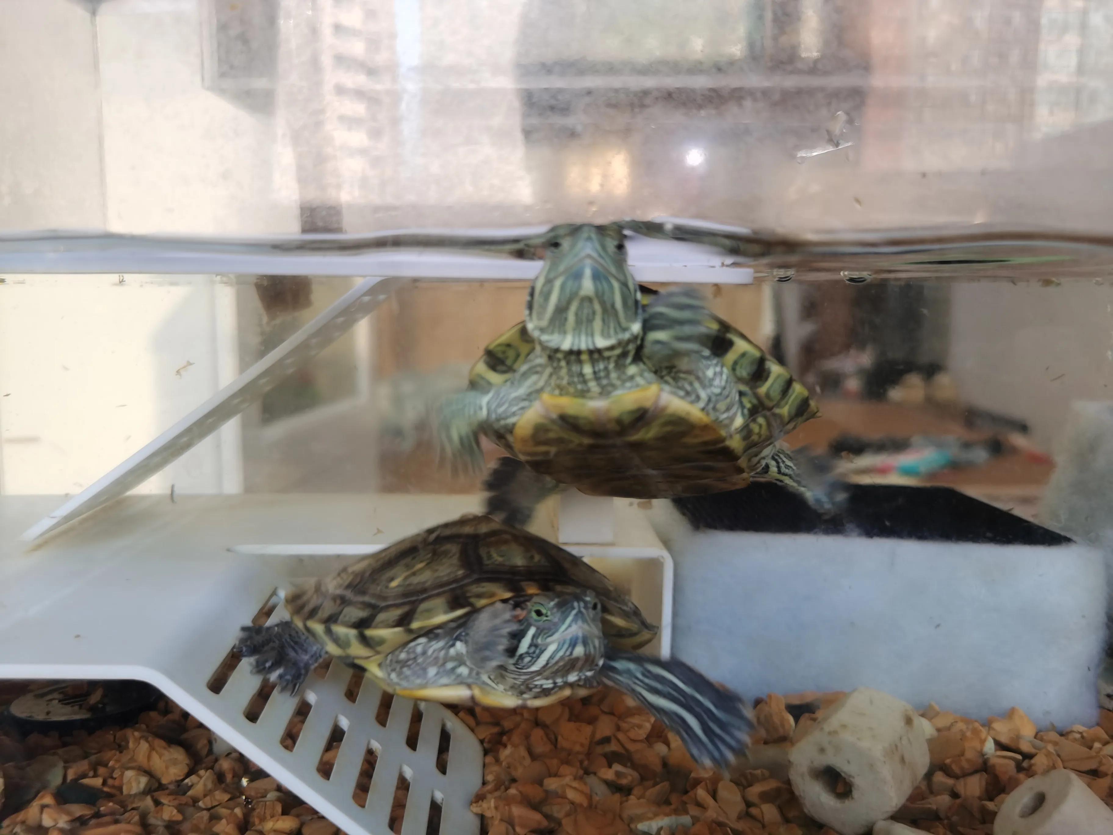 新手养巴西龟入坑指南,成年巴西龟新手如何饲养