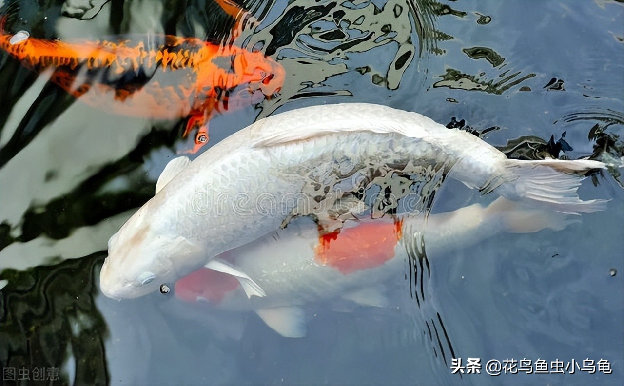 新手锦鲤怎么养活的,锦鲤怎么养才能养活自己