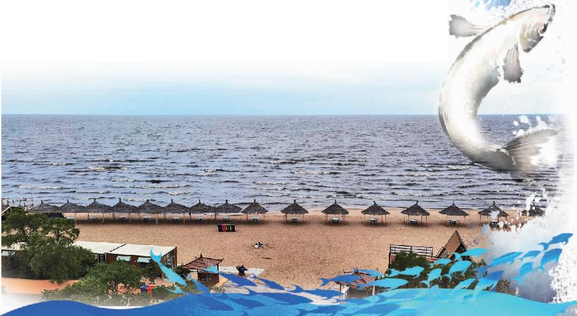 黑龙江兴凯湖大白鱼,兴凯湖特产大白鱼