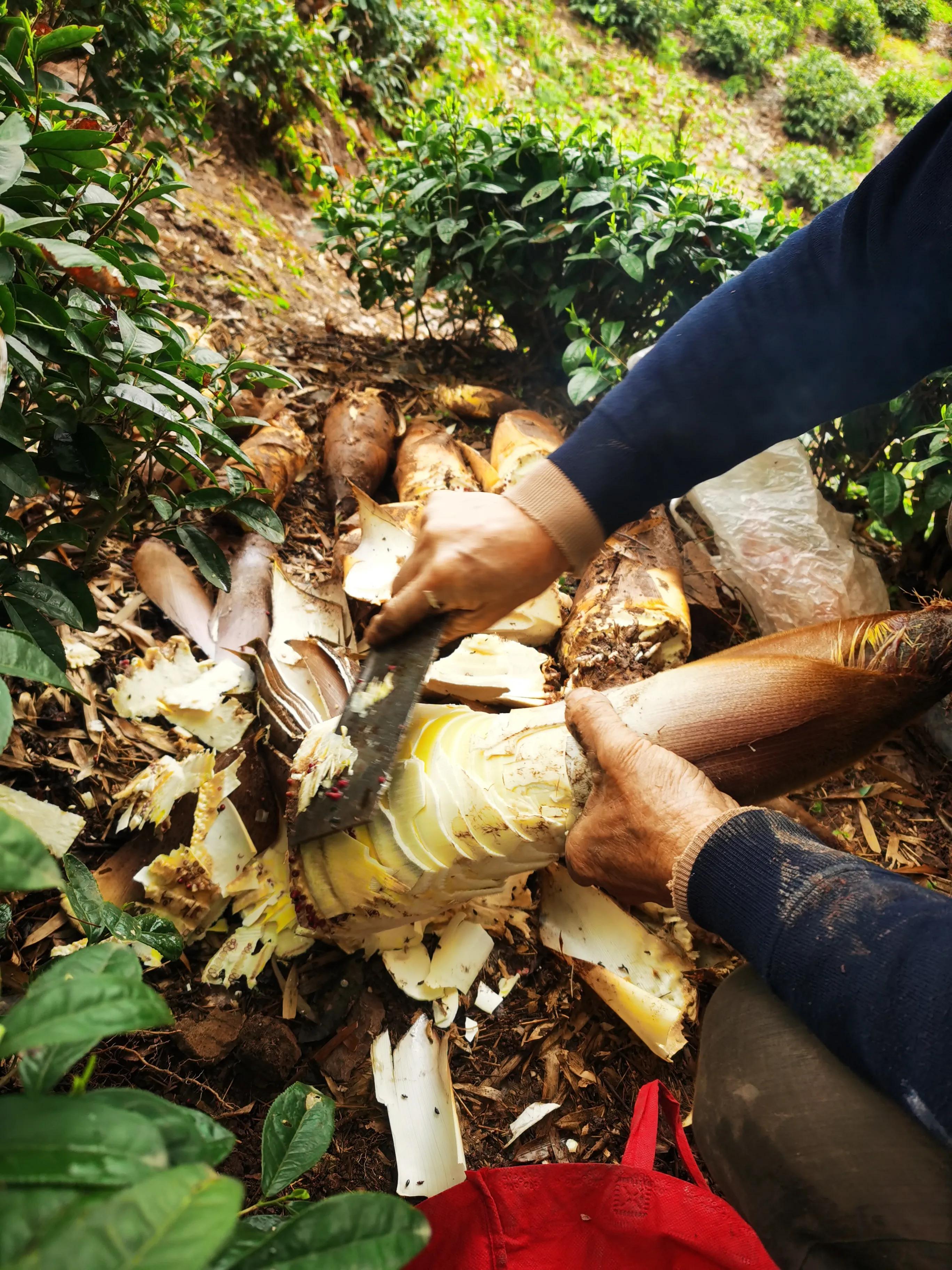 绍兴最好的笋丝梅干菜制作方法,浙江笋丝梅干菜的家常做法