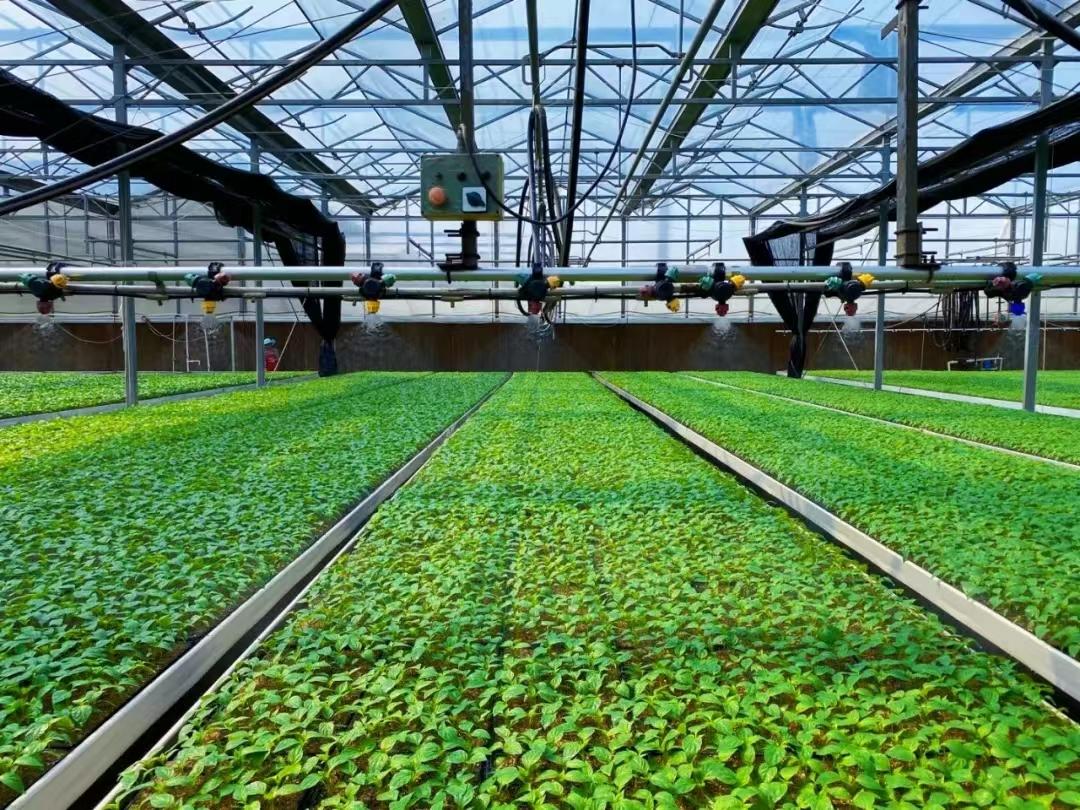 育苗基地规划建设,育苗基地建设计划书