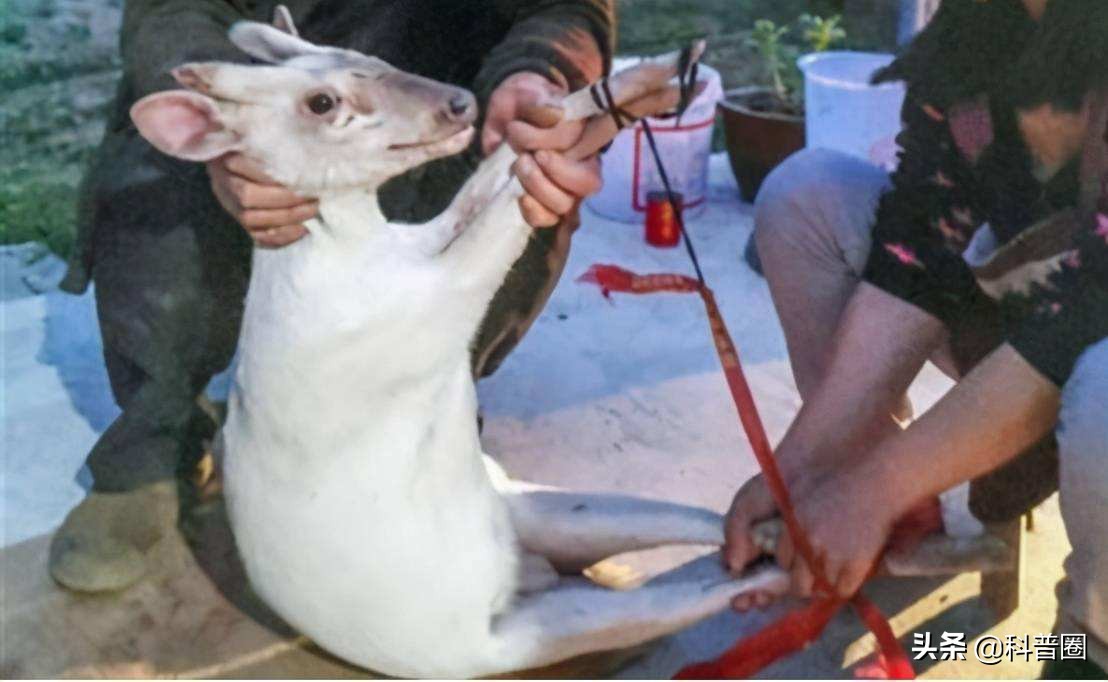神农架深处为何被列为禁区进不去,神农架深处为何被列为禁区知乎