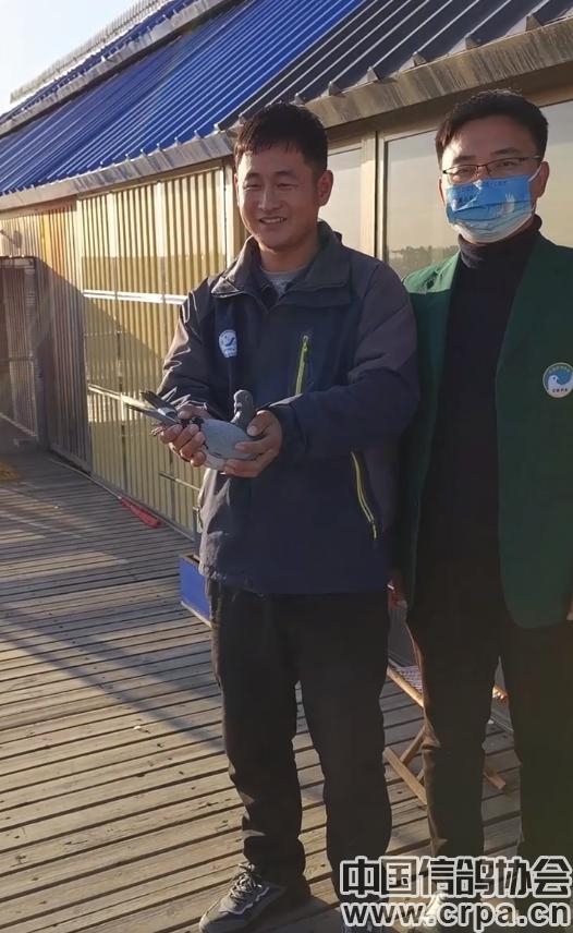 高分速高归巢！“世界杯”唐山阳光站第四关500公里比赛圆满收官