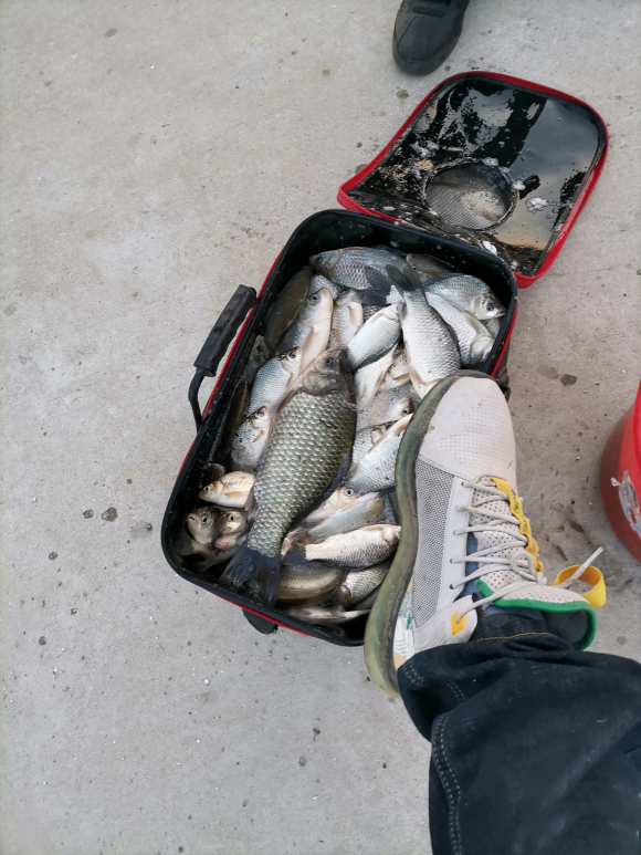 深秋野钓鲫鱼的最佳时间,初冬野钓鲫鱼的各种方法大全