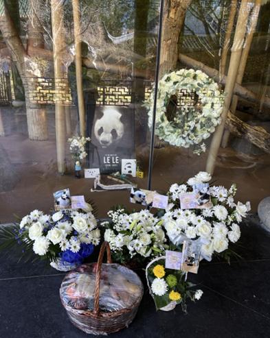 熊猫在各国的待遇相差到底有多大,熊猫在各国待遇