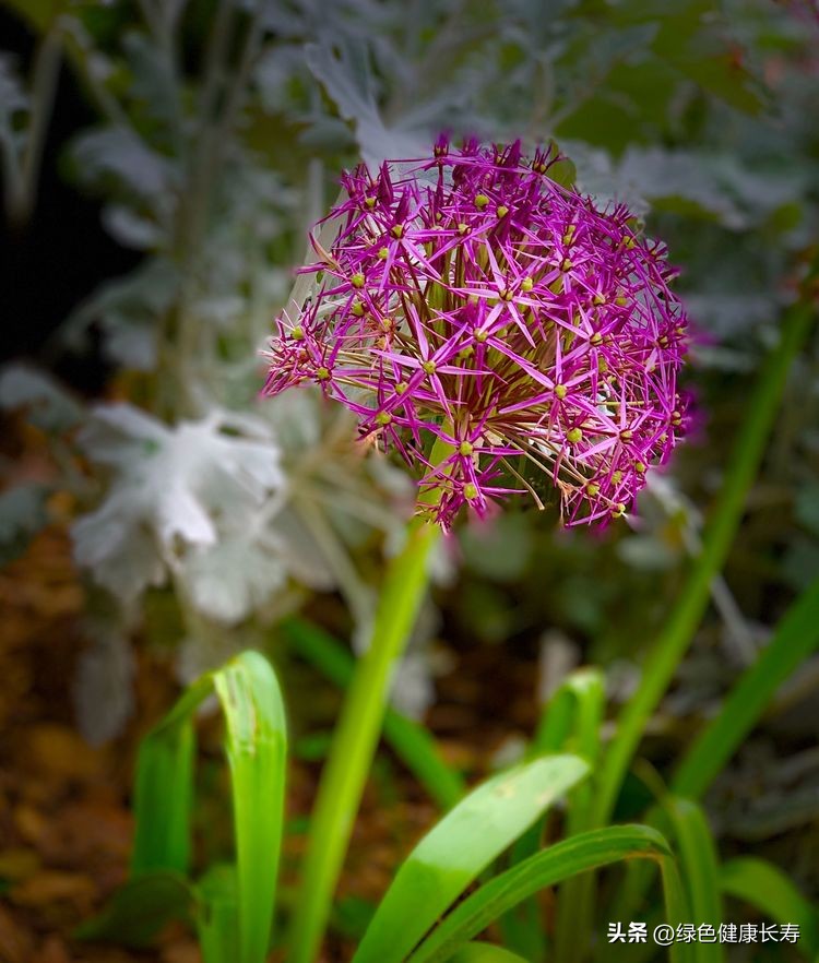 世界花园风景,世界花园