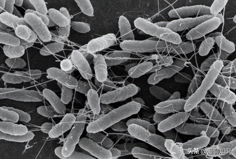 高效脱氮菌种,高效脱氮菌