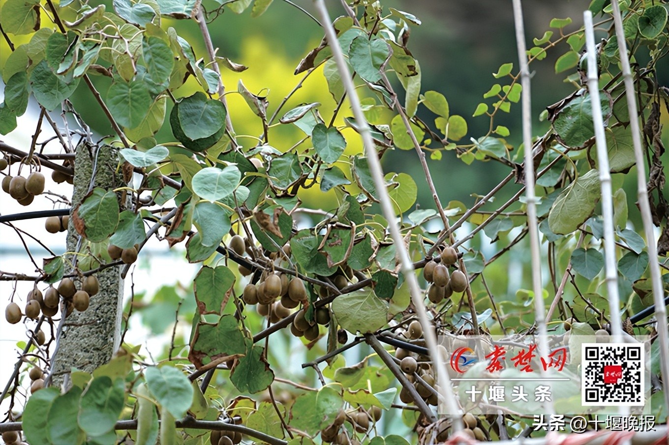 又香又甜的秋果,哪种秋果最好吃