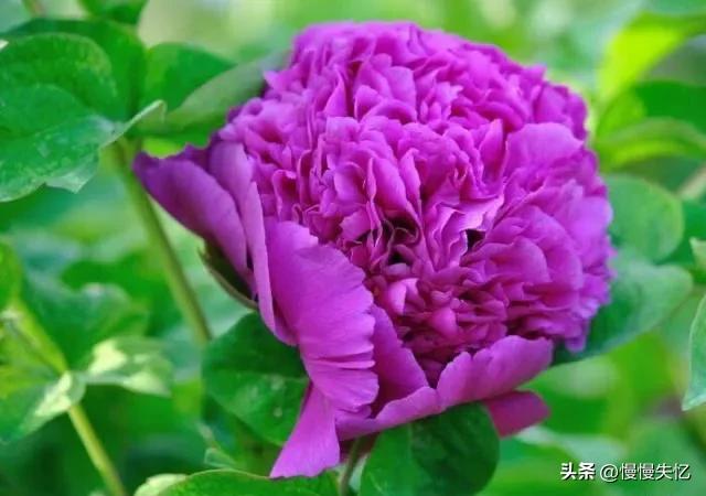 宋朝牡丹诗词,历代咏牡丹花诗词大全