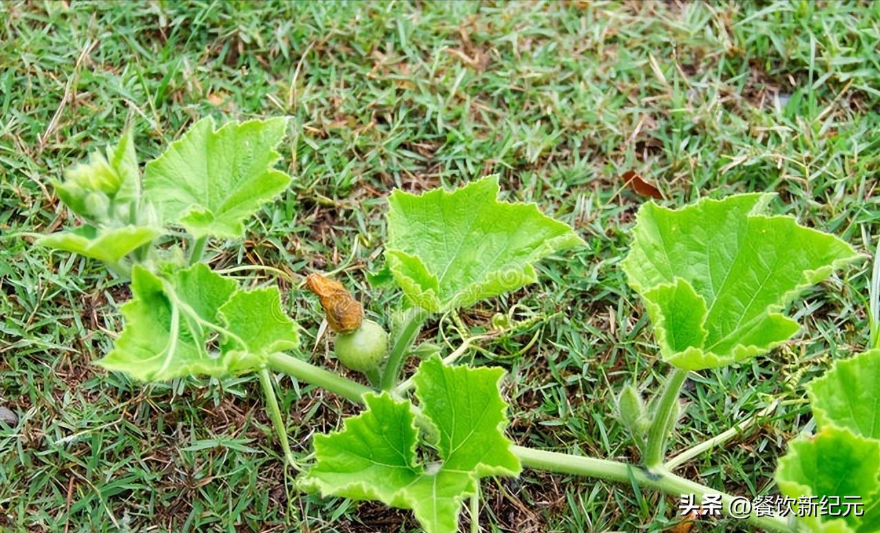 小贴士你不可不知的小暑养生秘诀,小暑养生小窍门