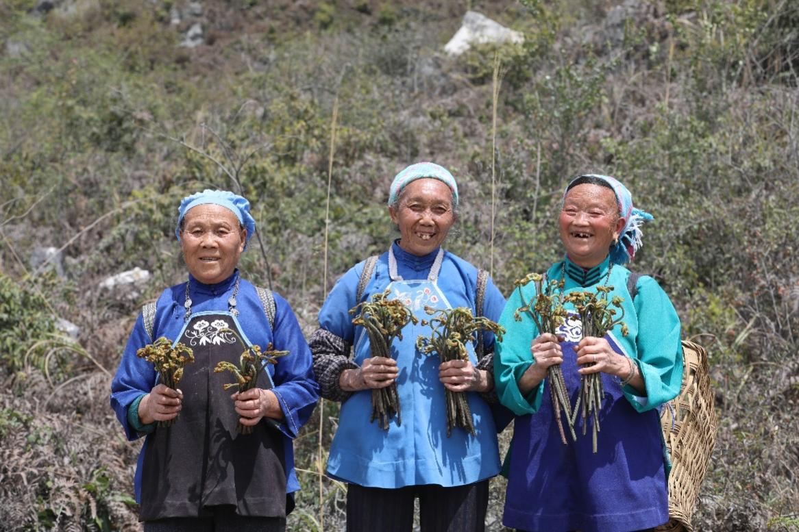 小蕨菜拉动本地就业新思路78岁村民空闲时还能赚钱