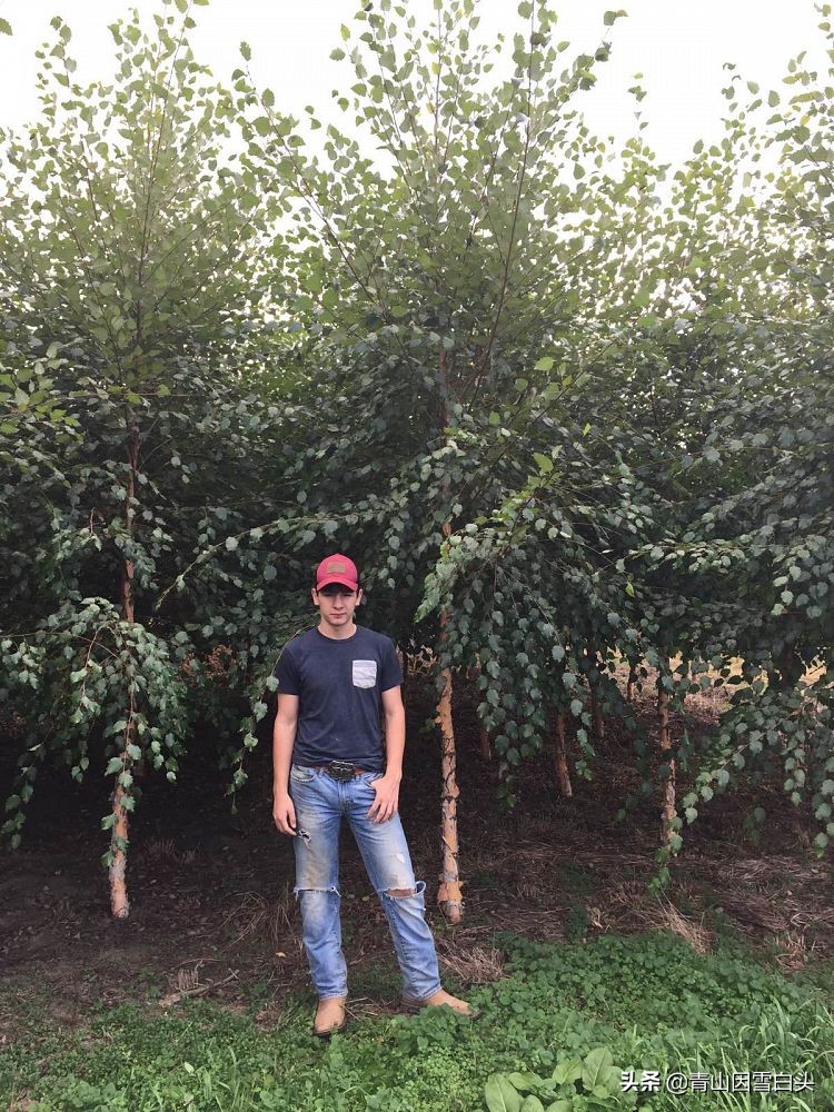 林地种植什么树种好且赚钱多,荒山种什么树收益最快