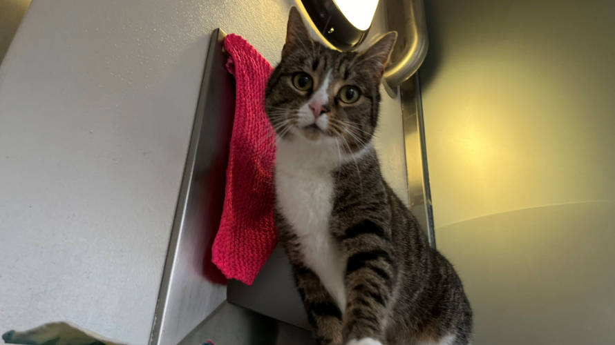 希喂空气净化器测评,霍曼宠物空气净化器对比霍尼韦尔