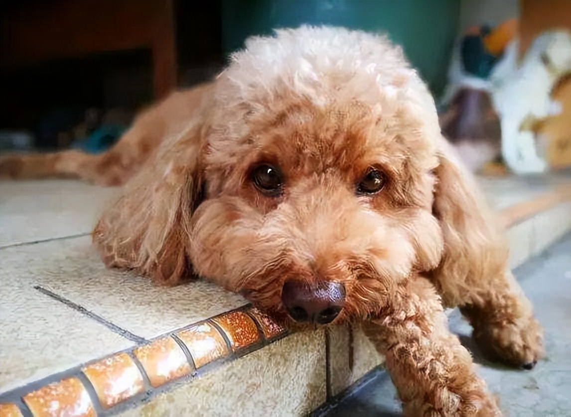 泰迪全身疼痛,泰迪生产时痛苦的叫唤