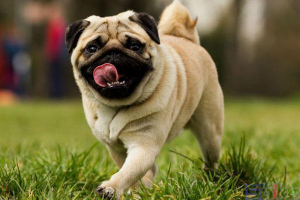 如何使巴哥犬长胖,巴哥犬太瘦怎么办