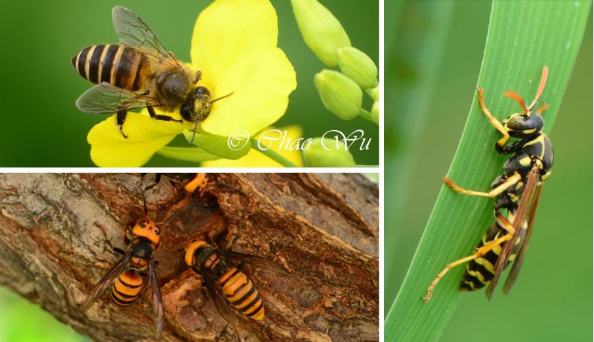 带娃出门游遇到蜱虫千万别乱拔,警惕这三种毒虫带娃出行必看