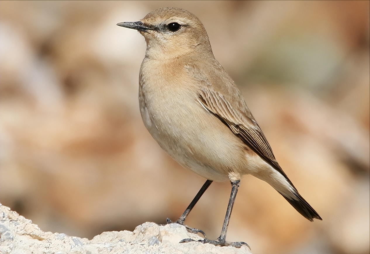 鸟儿大全高清图,高清珍稀鸟动态图片大全