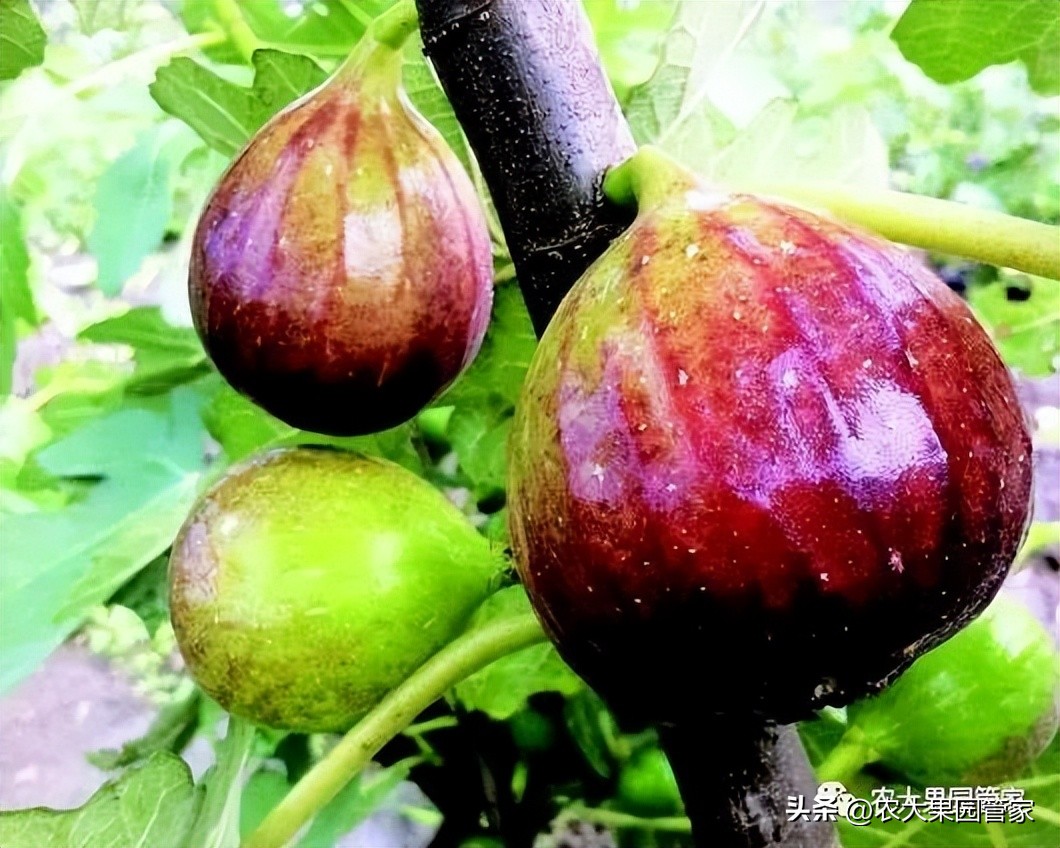 无花果的栽培技术,无花果树苗栽培技术