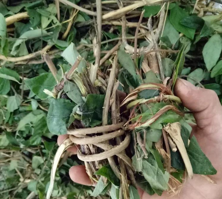 中药里的人体器官,忍冬中药功效