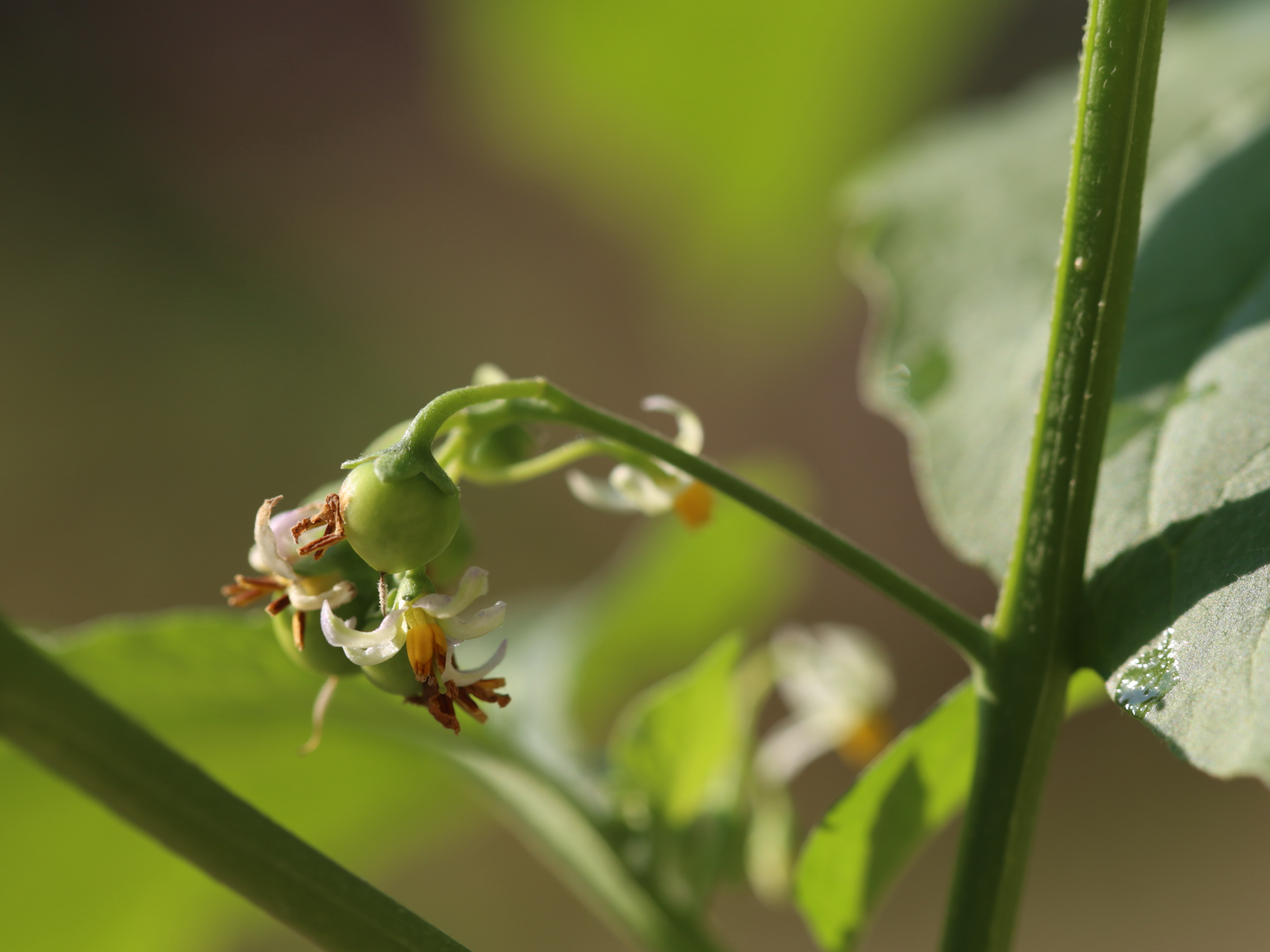 龙葵果小时候的味道,小时候的零食龙葵果
