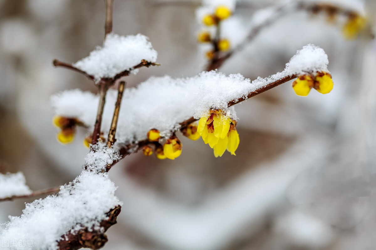 梅花香自苦寒来