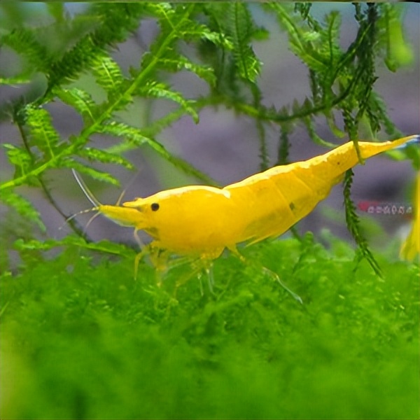 养宠物虾需要准备什么,哪种宠物虾比较好养