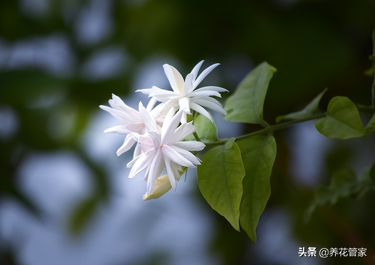 茉莉花叶子卷曲发黄是病虫害吗,茉莉花的叶子下垂发蔫怎么处理