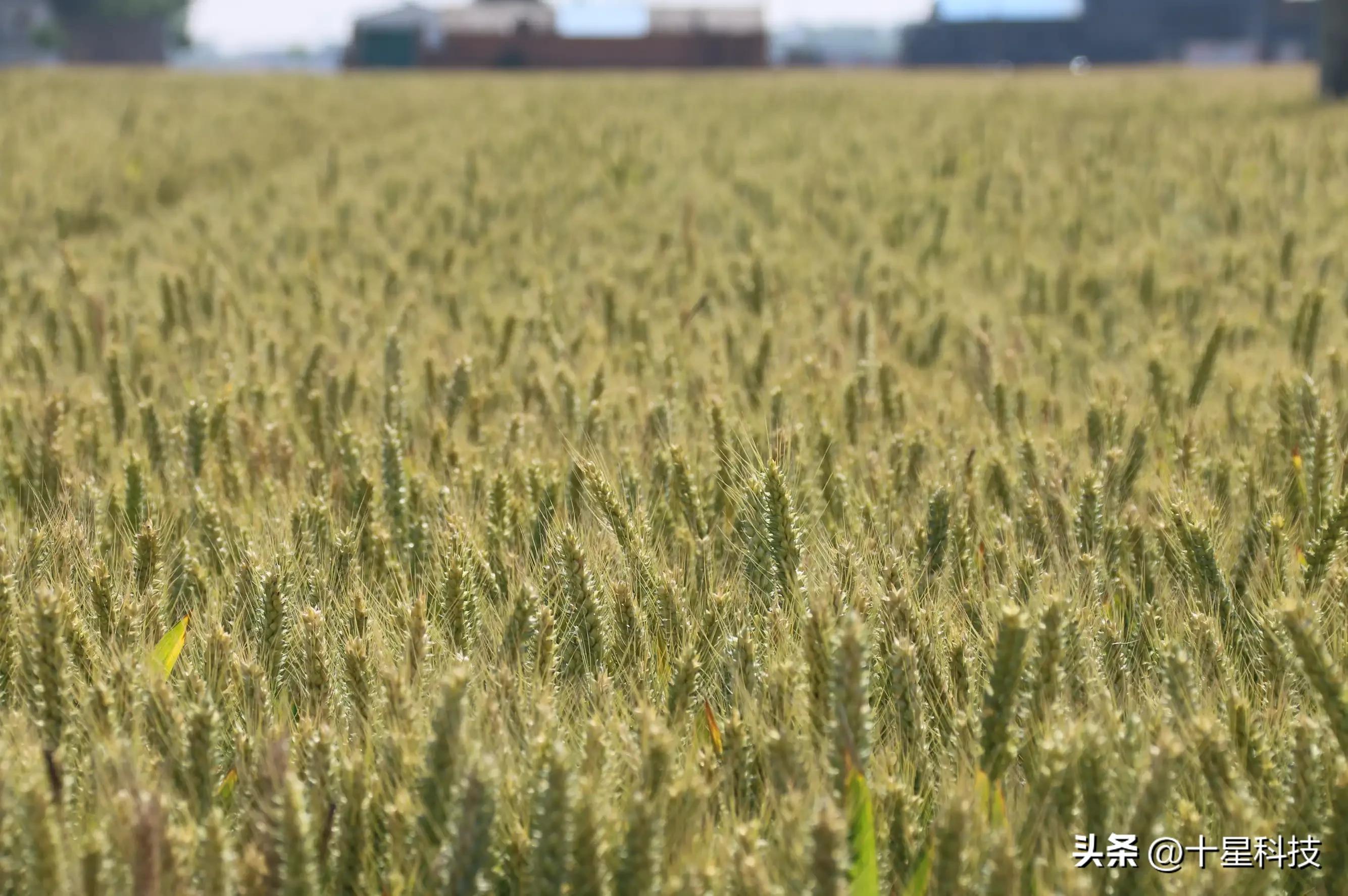 让农民的粮食能卖上好价钱,让农民的农产品卖出去
