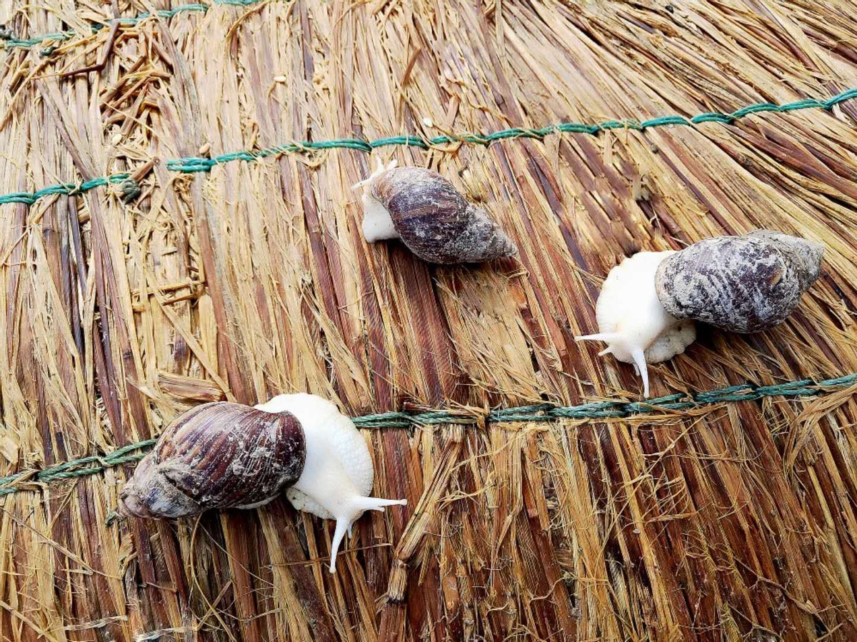 蜗牛可以做花肥吗,蜗牛做美容产品