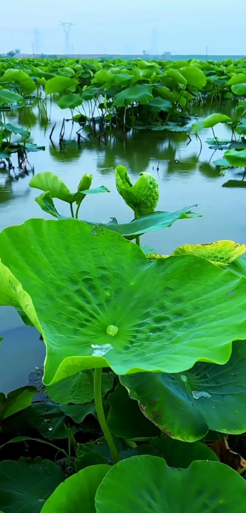 夏日美丽的荷花图片,荷花图片配上字映日荷花别样红