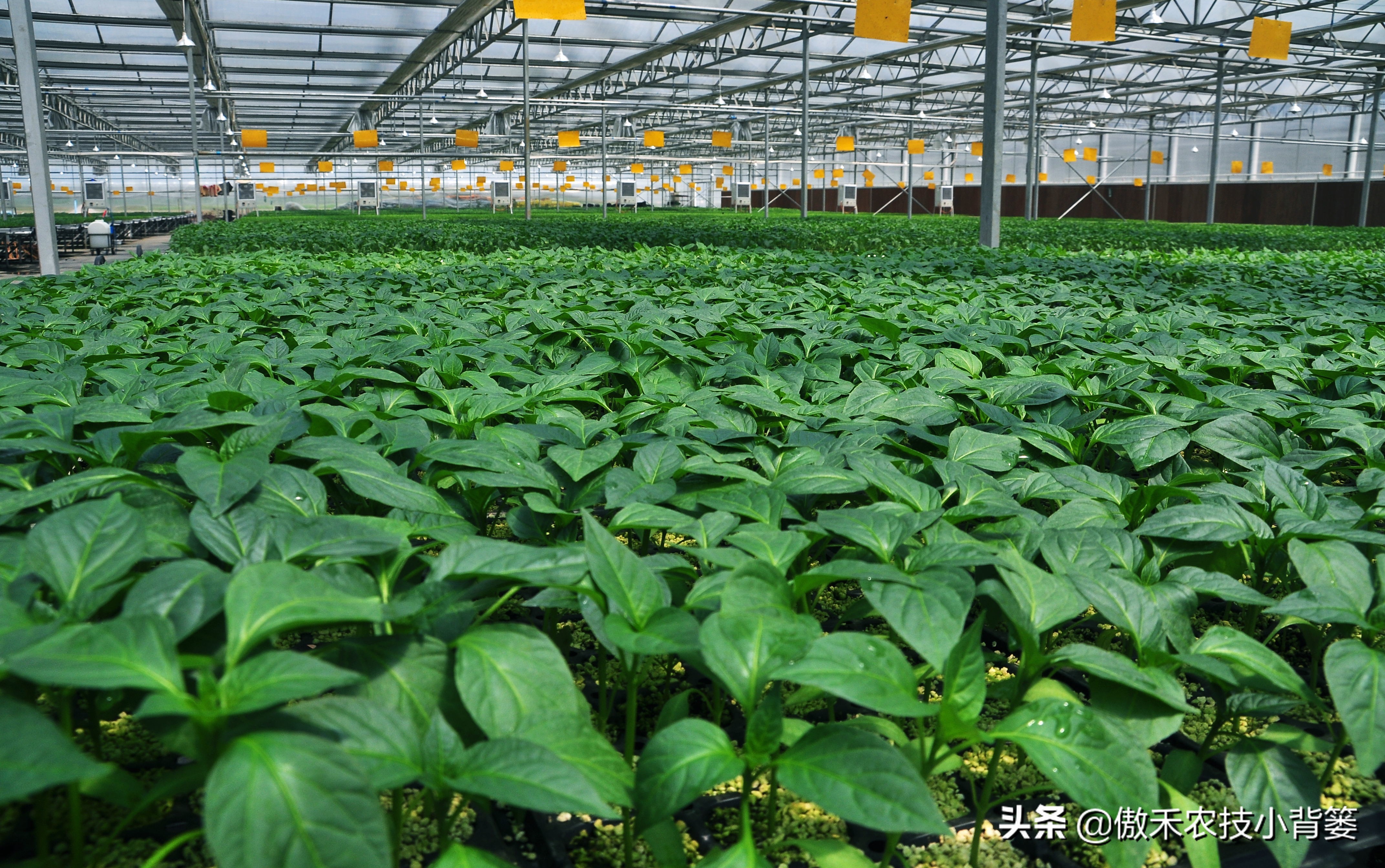 蔬菜瓜果苗种植技术,西瓜育苗如何才能让它更健壮