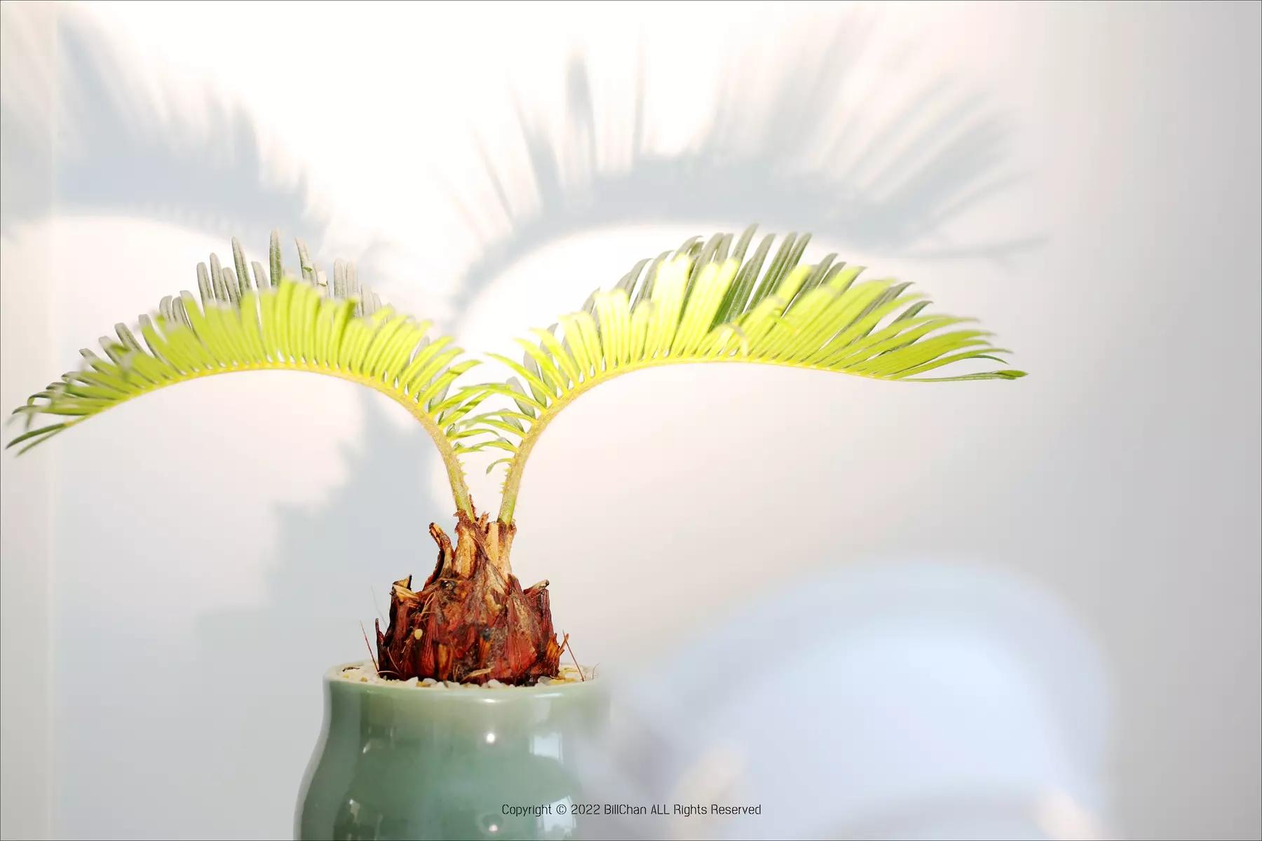 无主灯只用射灯为什么贵,无主灯真的不实用么