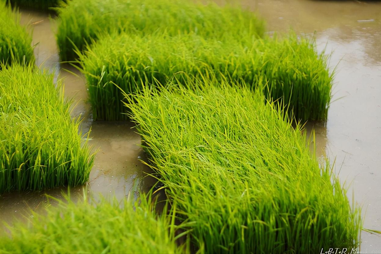 水稻种植技术研究中心,水稻种植技术与管理