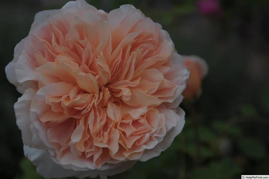 从“运茶快船（TeaClipper）”到英国人对中国茶叶的狂热