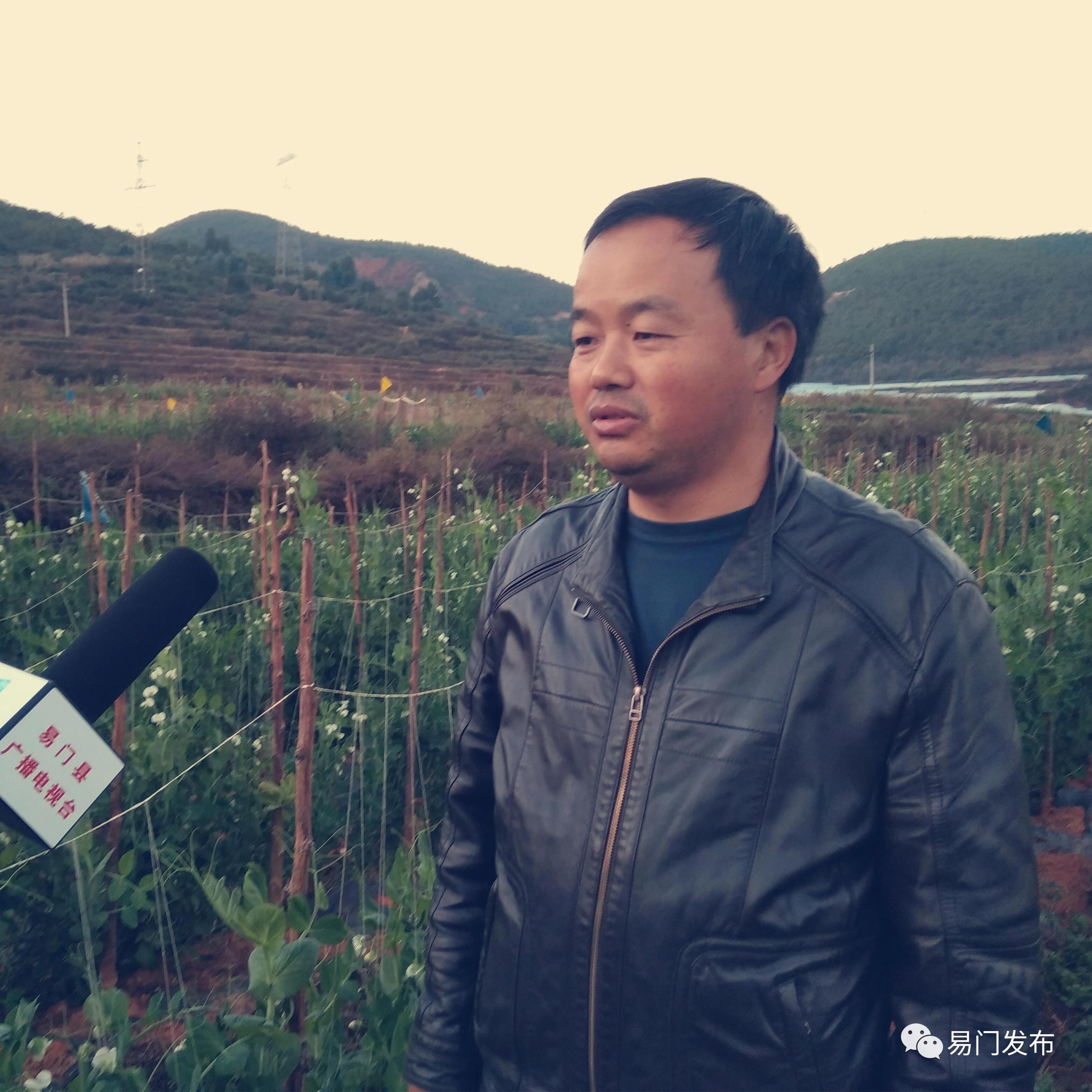 易门农业种植,易门豌豆种子