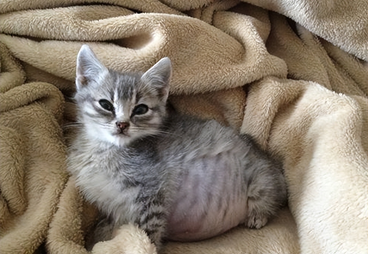 传染性腹膜炎用什么药物,传染性腹膜炎怎么治疗