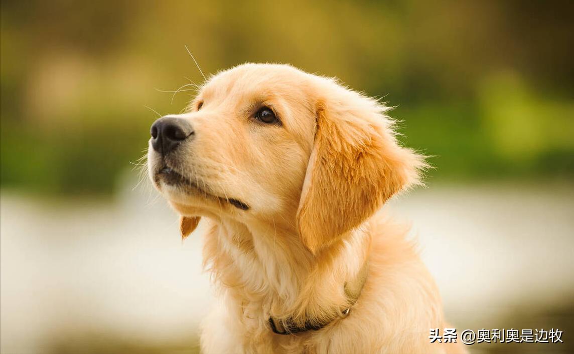 吃狗粮的狗和吃剩菜剩饭狗区别,狗吃狗粮好还是剩饭剩菜好