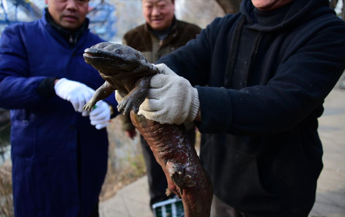 中国的娃娃鱼图片和特征,我国发现纯种野生娃娃鱼