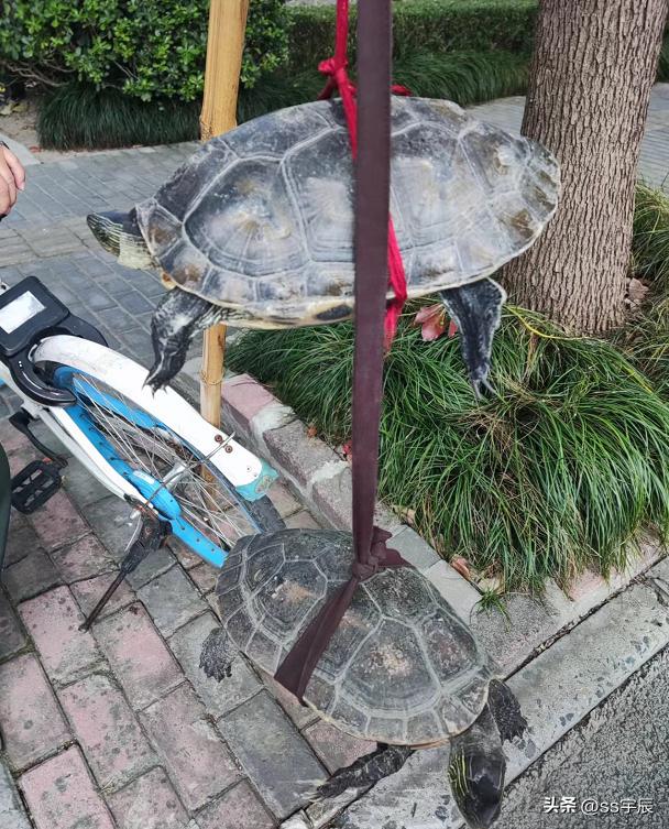 养殖龟与野生龟区别,怎么辨别野生龟和家养龟